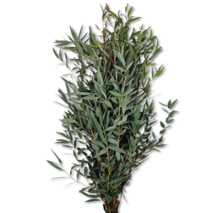 Eucalipto